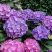 Гортензия ГАМБУРГ крупнолистная в Дзержинске