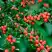 Кизильник горизонтальный в Дзержинске