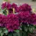 Рододендрон КАЛИ в Дзержинске