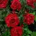 Роза РЕД ИНТУИШН чайно-гибридная в Дзержинске