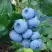 Голубика ТОРО в Дзержинске