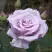Роза СИЛЬВЕР СТАР чайно-гибридная в Дзержинске
