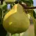 Груша ВЕЛИКАЯ ЛЕТНЯЯ (БОЛЬШАЯ ЛЕТНЯЯ) в Дзержинске