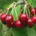 Черешня ГРОНКАВАЯ в Дзержинске