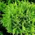 Туя ДАНИКА западная в Дзержинске