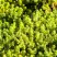 Очиток (седум) ЙЕЛЛОУ КВИН едкий в Дзержинске