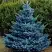 Ель МАДЖЕСТИК БЛЮ колючая в Дзержинске