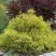 Кипарисовик ГОЛДЕН МОП горохоплодный в Дзержинске