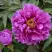 Пион ЛИЛОВАЯ ФАНТАЗИЯ древовидный в Дзержинске