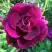 Роза БУРГУНДИ АЙС флорибунда в Дзержинске