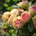 Роза ПИТАХАЙЯ чайно-гибридная в Дзержинске
