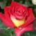 Роза ФРЕНДШИП чайно-гибридная в Дзержинске