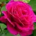 Роза МАЛИНОВЫЙ ЗВОН чайно-гибридная в Дзержинске