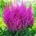 Астильба ПЕПЛ РЕЙН гибридная в Дзержинске