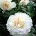 Роза ВАЙТ МЕЙДИЛАНД почвопокровная в Дзержинске