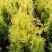 Туя ГОЛДЕН БРАБАНТ западная в Дзержинске