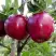 Яблоня РЕД ДЕЛИШЕС в Дзержинске