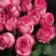 Роза КАРУСЕЛЬ чайно-гибридная в Дзержинске