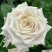 Роза МЕНТА чайно-гибридная в Дзержинске