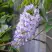 Глициния макростахия БЛЮ МУН в Дзержинске