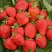 Клубника САН АНДРЕАС ремонтантная в Дзержинске