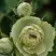 Роза ГРИН ДАЙМОНД миниатюрная в Дзержинске