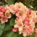 Рододендрон ФЛАУТАНДО в Дзержинске