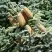 Пихта благородная в Дзержинске