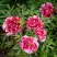 Пион РЕД ВИЗ ПИНК древовидный в Дзержинске