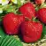 Клубника ВИМА ЗАНТА в Дзержинске
