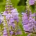 Физостегия РОЗЕЯ виргинская в Дзержинске