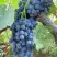Виноград ВЕНУС в Дзержинске