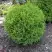 Туя ХОЗЕРИ западная в Дзержинске