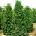 Туя ПИРАМИДАЛИС КОМПАКТА западная в Дзержинске