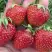 Клубника ВИМА ЗАНТА в Дзержинске