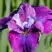 Ирис СИ Я ЛЕЙТЕР сибирский в Дзержинске
