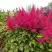 Астильба САННИ ДЕЙ гибридная в Дзержинске
