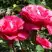 Роза ВИЕН РОУЗ чайно-гибридная в Дзержинске