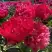 Пион БЕЛГРАВИЯ травянистый в Дзержинске