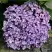 Гортензия АИША крупнолистная  в Дзержинске