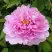 Пион ПРОЗРАЧНАЯ РОСА древовидный в Дзержинске