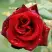Роза ТАБУ чайно-гибридная в Дзержинске