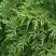 Туя СМАРАГД ВАРИЕГАТА западная в Дзержинске