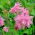 Аквилегия БАРЛОУ ПИНК гибрид МакКаны в Дзержинске