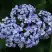 Гортензия АИША крупнолистная  в Дзержинске