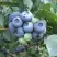 Голубика БЛЮЭТТА в Дзержинске