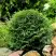 Туя ДАНИКА западная в Дзержинске