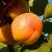 Абрикос СПАДЧЫНА в Дзержинске