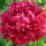 Пион КИТАЙСКИЙ ШЕЛК травянистый в Дзержинске