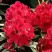 Рододендрон МАТАДОР в Дзержинске